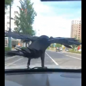 急に空からカラスが降ってきた！車を走らせたら飛び立つかと思いきや･･･