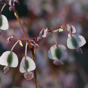 シュウカイドウの花言葉はなに？夏に咲くけど漢字で「秋海棠」と書く不思議な花