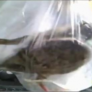ニコニコ生放送で鳩を捕まえ生きたままビニール袋に入れてゴミ箱に捨てる配信！　鳥獣保護法に違反？