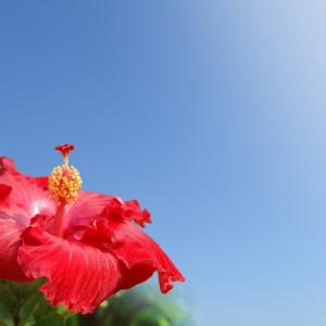 ハイビスカスの花言葉はなに？南国を彩る花には明るい花言葉がたくさんあった！