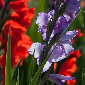 剣が名前の由来のグラジオラス、その花言葉は恋人たちの秘密のやり取りからだった