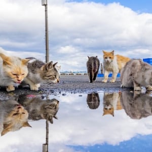 水鏡に映る顔をのぞきこむニャンコたち。雨上がりに撮った癒しの光景が話題に