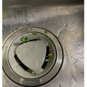 キッチンの排水溝から芽が……放置したメロンの種の生命力が話題に