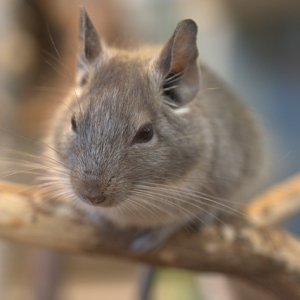 カワイイ動物地球代表の「チンチラ」は、野生では絶滅危惧種の保護動物だった！