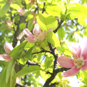 花梨の花言葉はなに？縁起物として昔から庭木にされる花梨は梨とは無関係だった