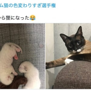 「まるで白猫から狸！」「こんなに色が変わるんだ！」Twitterでハッシュタグ「#シャム猫の色変わりすぎ選手権」が話題