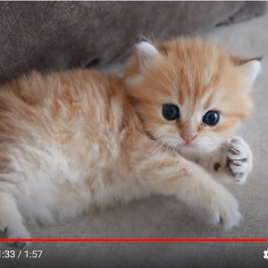 「世界で最も危険な子猫」というタイトルのYouTube動画が大人気！ 釣りかと思ったら「この可愛さは確かに危険だ」