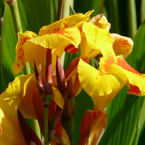 カンナの花言葉は？夏に咲く鮮やかな色の花はお釈迦様の血で咲いた？