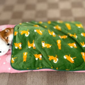 柴犬が布団でおやすみなさい　ツイート投稿に「がわいずぎる」の声