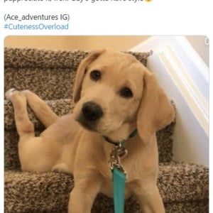 「階段の段差を使った犬の変わった座り方」というツイートに多くの証拠写真が集まる