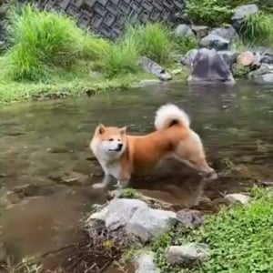 みんなが思ってる水遊びではなかった！？川に浸かる2匹の秋田犬がカワイイ