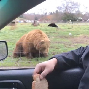 大きな体で俊敏な反応！パンをフリスビーのように投げたらクマがお口でナイスキャッチ