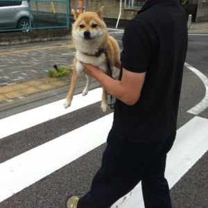 柴犬が「行かぬ」をした結果→「こうやって運んであげます」「不本意なり。って顔してますね」