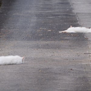 まるで残雪のようだ･･･(笑) 梅雨明けで暑すぎて溶けちゃったニャンコが話題に！