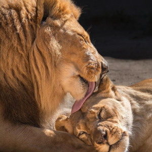 LA動物園のライオンの老夫婦が一緒に安楽死。生前のおしどり夫婦ぶりに脚光