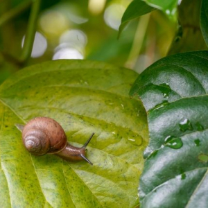 カタツムリにナメクジ　知っていそうで知らない陸貝の意外な生態