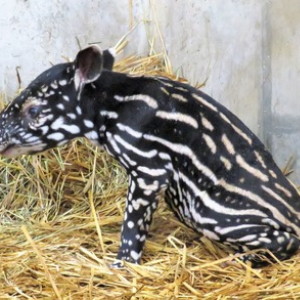絶滅危惧種「マレーバク」赤ちゃん公開、名前も募集。静岡・日本平動物園