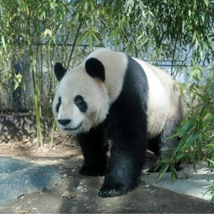 かわいいパンダの様子をどこからでもチェック！上野動物園がライブ映像を配信！