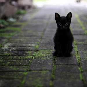 猫は地震を予知することが出来る？実際に地震直前に何かを感じている動画も！