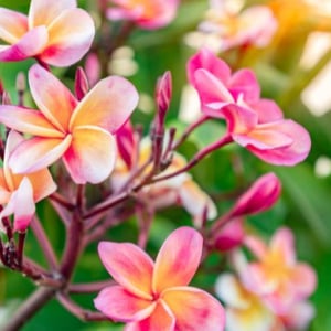 知っておきたい！夏に花盛りを迎える魅力的な熱帯花木５選