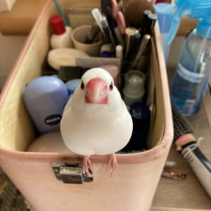 飼い主が化粧をしている最中、お行儀良く見つめてくる文鳥が可愛すぎる！