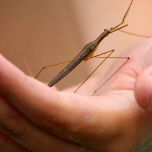 ミズカマキリ、その名や姿とは違ってカマキリの仲間ではない！