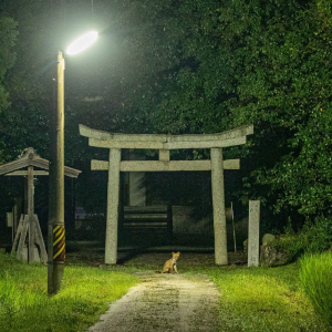 ここから物語が始まりそう！奇跡的に撮れた「神社と狐」のショットがめちゃくちゃ神秘的