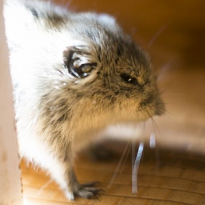 笑い声をあげて、孤独にストレスを感じる…人間そっくりなネズミの生態