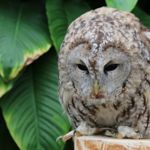 【縁起物】こんなにたくさん？！縁起がいいとされる生き物たちをご紹介！