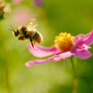 花と虫は騙し合う！その不思議で奥深い関係とは？