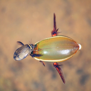 今では絶滅危惧種とされる「ゲンゴロウ」かつては食用にされるほど容易に姿を見ることができた水生甲虫