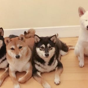 可愛い柴犬4姉妹、その中の1匹が集合写真をいつも台無しにして面白いと話題に(笑)