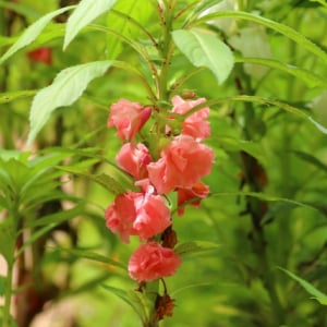 種が弾け飛ぶ「ホウセンカ」その花の名前の由来は？花言葉はなに？