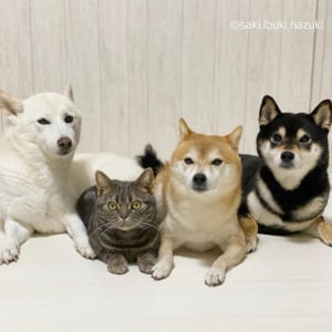 「僕もワンコだニャン」海外やテレビでも話題の犬３匹+猫1匹の仲良しきょうだいが尊い！