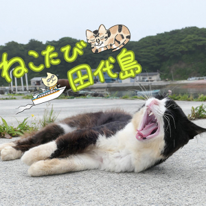 宮城県に猫だらけの島があった!?悶絶レベルの可愛い猫は必見！