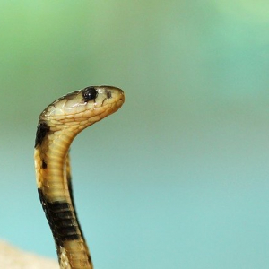 猛毒を持つ蛇のコブラ、実は日本にも生息しているって知ってた？