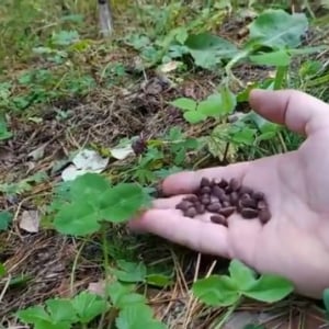 餌をあげた野生のリスがフリーズ！リスだけ時が止まったかと思う面白ビックリな動画が話題に