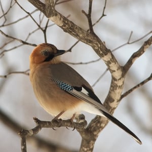 「カケス」、カラスの仲間だけどその体は色とりどりでモノマネ上手！　