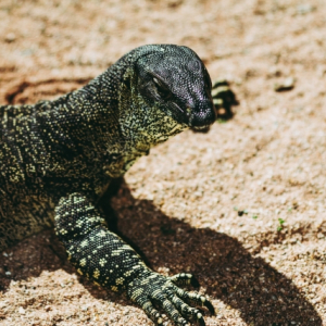 世界最大のトカゲ「コモドオオトカゲ」は世界でも珍しい毒トカゲ！