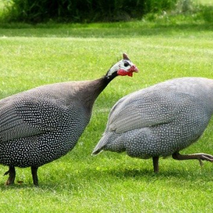 「ホロホロチョウ」は七面鳥と混合されることもあるけど、違う鳥なので気を付けて！