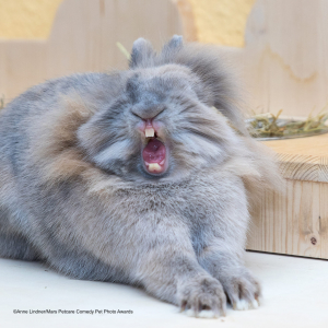 動物たちの面白ショットが集結！「コメディペットフォトアワード」のファイナリストに笑っちゃう！