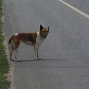 飼い主に捨てられたのに2か月間その場で待ち続けた健気な犬の物語