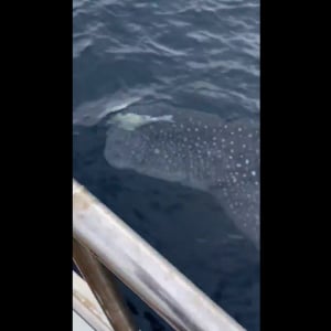 日本海でジンベエザメ！？悠然と泳ぐジンベエザメの動画がTwitterで話題に！