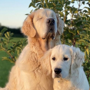 両目が見えない犬を献身的に支える親友の子犬。心温まる深い絆が話題に！