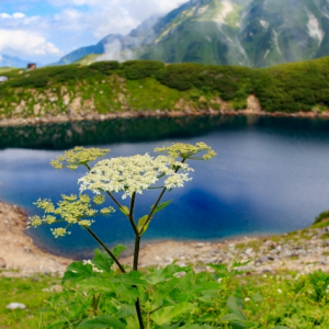 「うどの大木」の「うど」ってどんな植物？本当に大木になるの？？