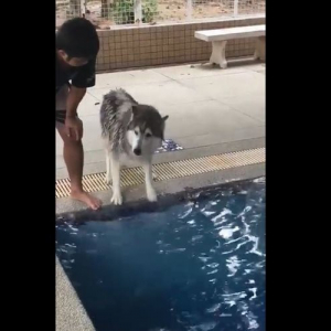 【動画】水におびえまくっていたハスキー。自分よりも小さい犬がスイスイ泳ぐ姿を見たら…