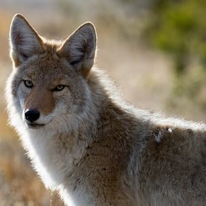 北アメリカに生息する「コヨーテ」はどんな動物？オオカミとどこが違う？