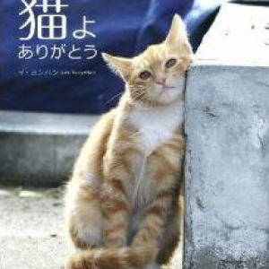 偏見・暴力…野良猫たちの過酷な日常