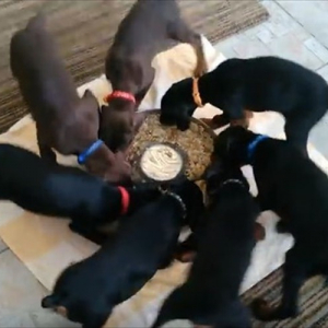 【動画】なぜ、こうなる!? 7匹のドーベルマンの子犬が回転しながらご飯を食べる!