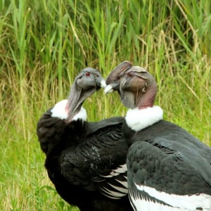 飛行する鳥の中でも最大級！「コンドル」ってどんな鳥？なんで頭部に毛が無いの？